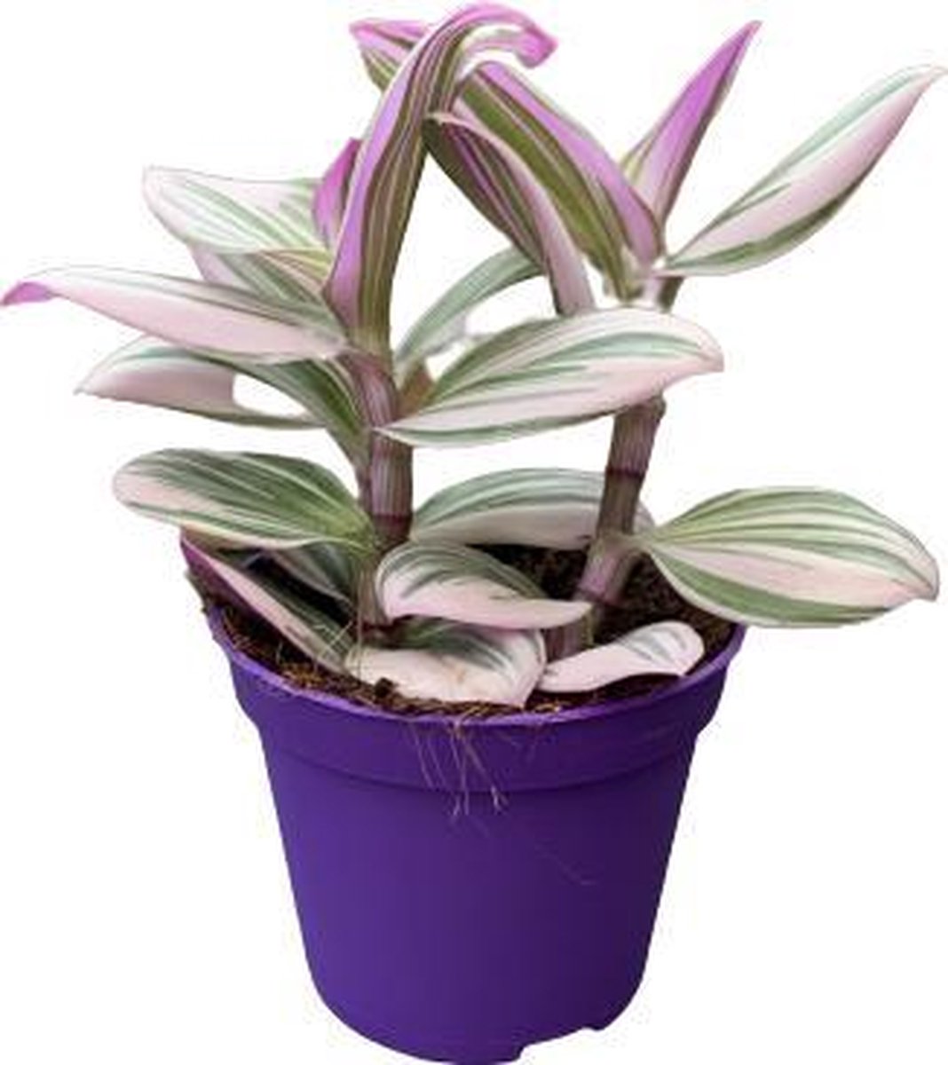 Merkloos Tradescantia Nanouk - Roze Groene Bladeren - Makkelijke Kamerplant