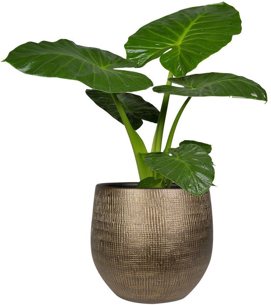  Steege Plantenpot - Modern Design - Goudkleurig - 32 X 36 Cm - Bloempot