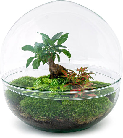  Terrarium - Dome XL Bonsai - ↑ 30 Cm - Ecosysteem Plant - Kamerplanten - DIY Planten Terrarium - Mini Ecosysteem
