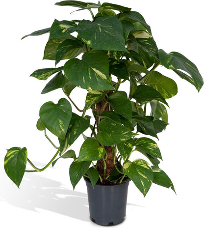  Epipremnum Aureum Mosstok - 60cm