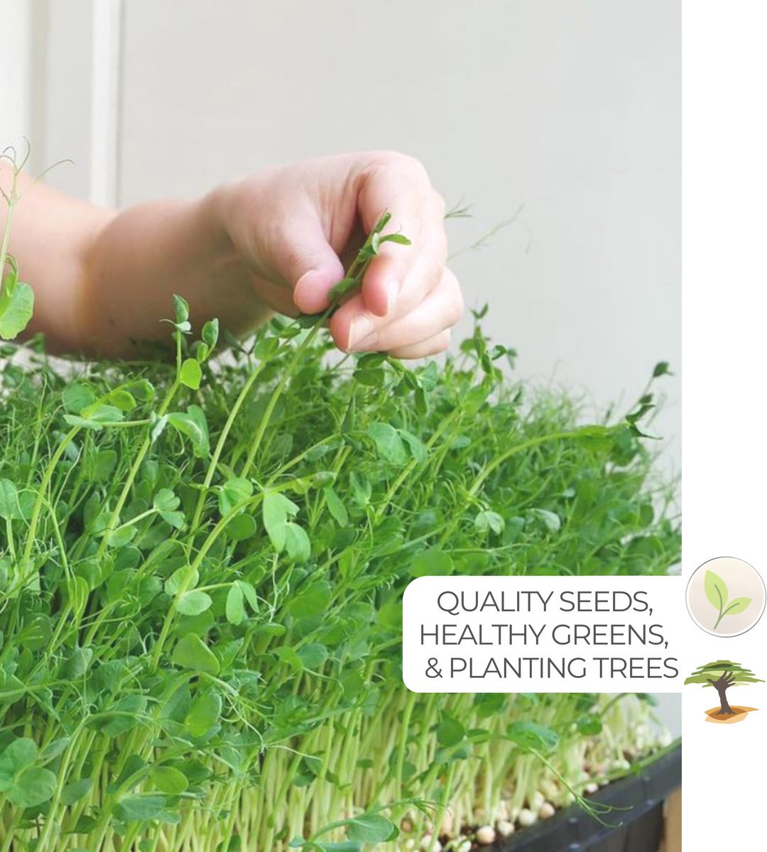  Variatie-set Kiemzaden 5x 100g | Broccoli, Erwten Scheuten, Zonnebloem, Radijs &amp; Mosterd - 500g | Biologische Microgreen, Microgroenten Zaden | Plastic Vrij Verpakt | Moestuin Kweekset Binnen