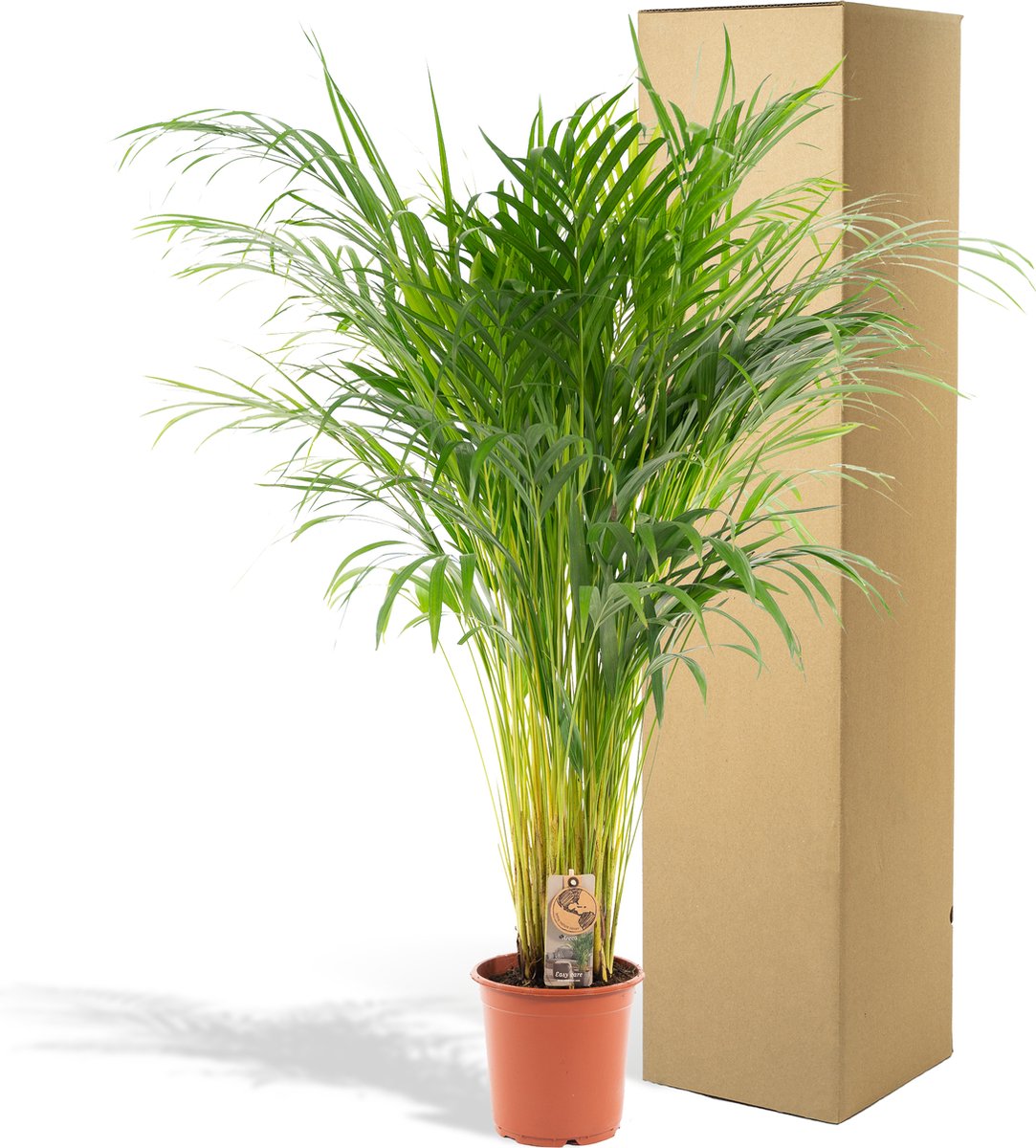  Areca Palm 110 Cm Hoog - 21cm Potmaat - Grote Kamerplant - Dypsis Lutescens