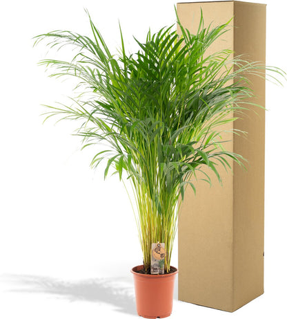  Areca Palm 110 Cm Hoog - 21cm Potmaat - Grote Kamerplant - Dypsis Lutescens