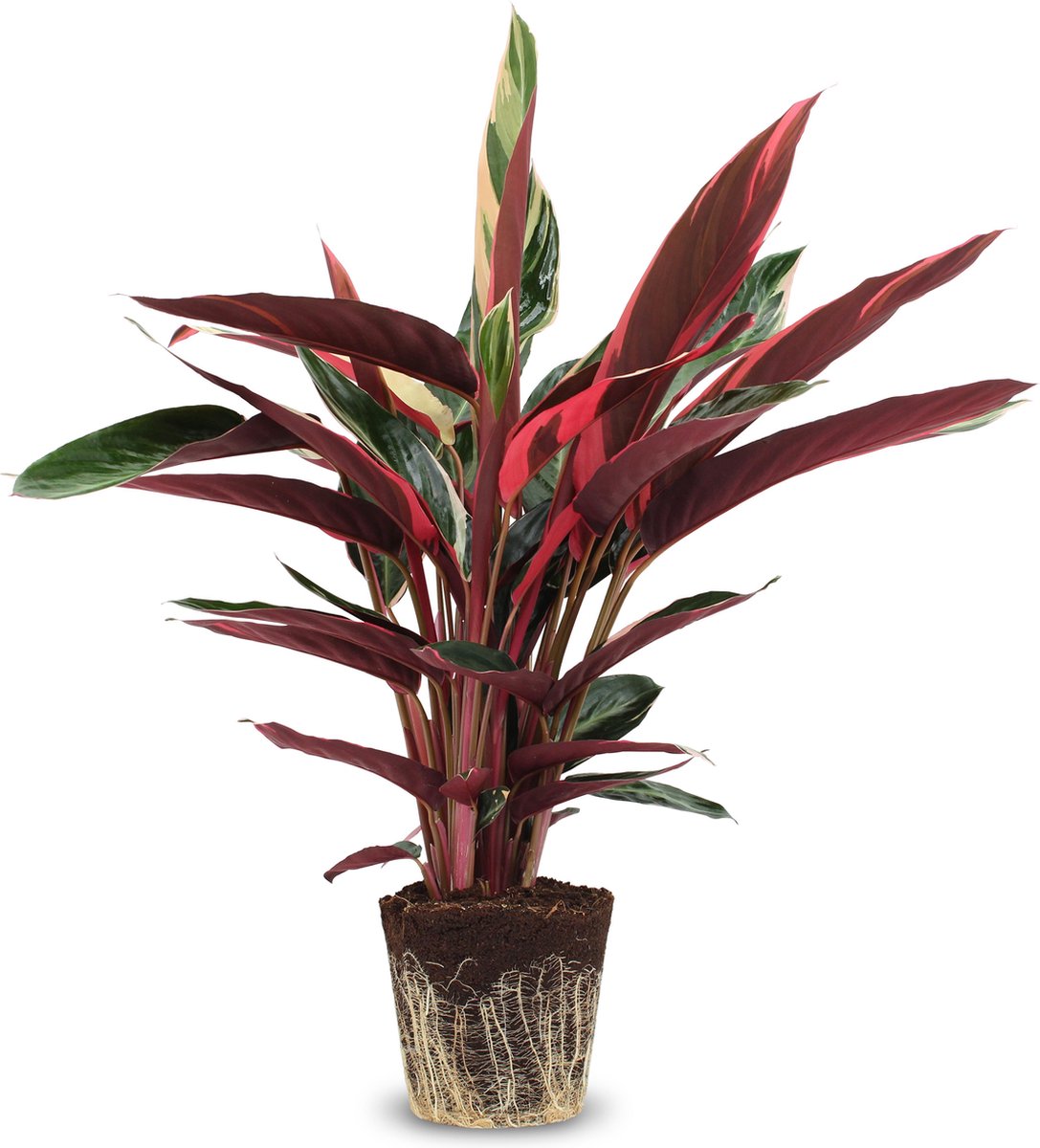  We Love Plants - Calathea Triostar - 60 Cm Hoog - Luchtzuiverende Plant