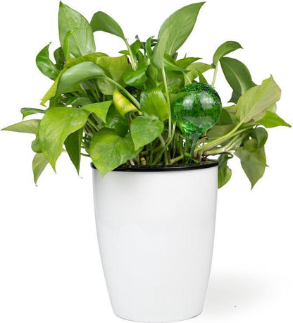 Merkloos Decopatent® 4 Stuks - Waterdruppelaar Voor Planten - Watergever - Glas - Waterbollen - Watergeefsysteem - Plantenbollen - Groen
