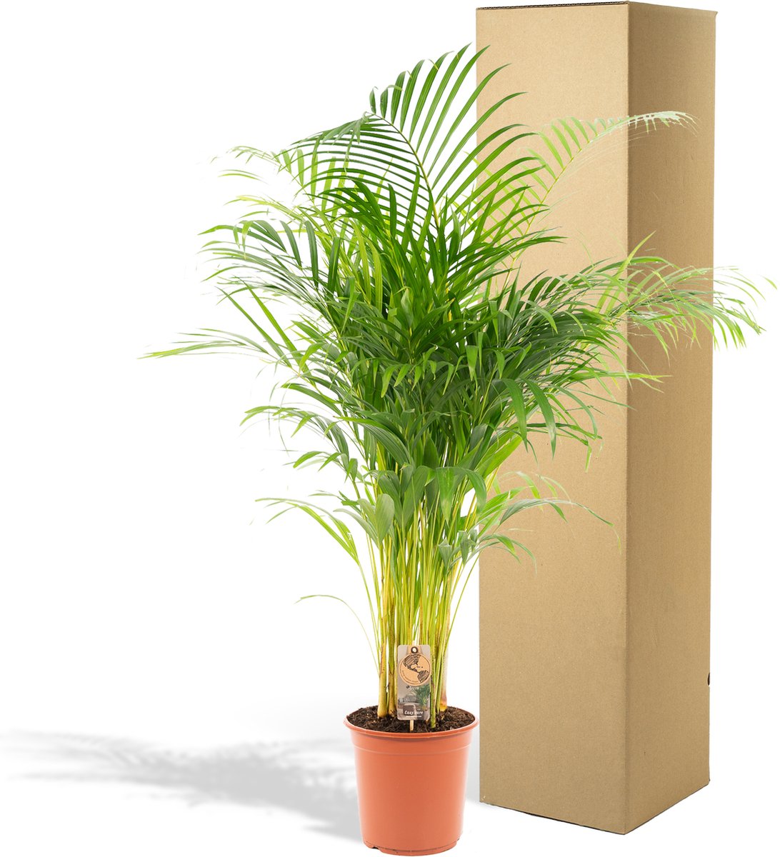  XXL Areca Palm - Goudpalm, Dypsis Lutescens - 130 Cm Hoog, ø24cm - Grote Kamerplant - Tropische Palm - Luchtzuiverend - Vers Van De Kwekerij