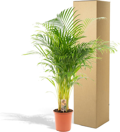 XXL Areca Palm - Goudpalm, Dypsis Lutescens - 130 Cm Hoog, ø24cm - Grote Kamerplant - Tropische Palm - Luchtzuiverend - Vers Van De Kwekerij