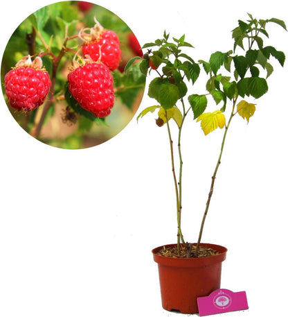  Voedselbos Pakket - 20 Fruitplanten - Op 25m2 Wildplukken! - Permacultuur - Moestuin - Voordeelpakket