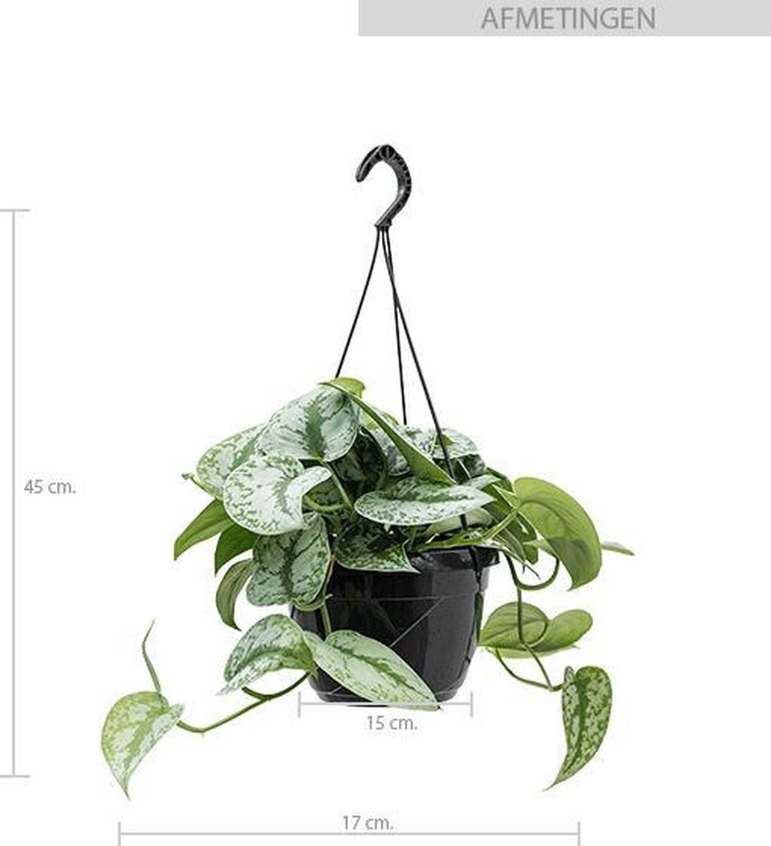  Fleurdirect - Scindapsus - 45 Cm - Ø 15 - 1 Stuks