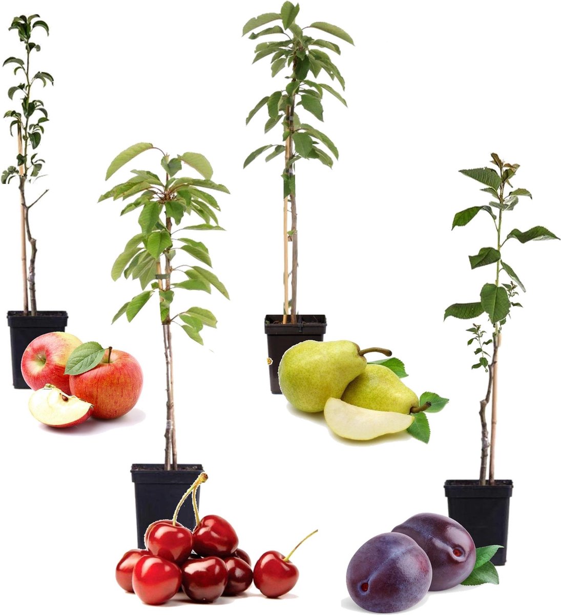  Plant In A Box - Mix Van 4 Zuilvormige Fruitbomen - Prunus - Pyrus - Malus - Pot 9cm - Hoogte 60-70cm