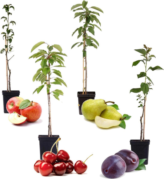  Plant In A Box - Mix Van 4 Zuilvormige Fruitbomen - Prunus - Pyrus - Malus - Pot 9cm - Hoogte 60-70cm