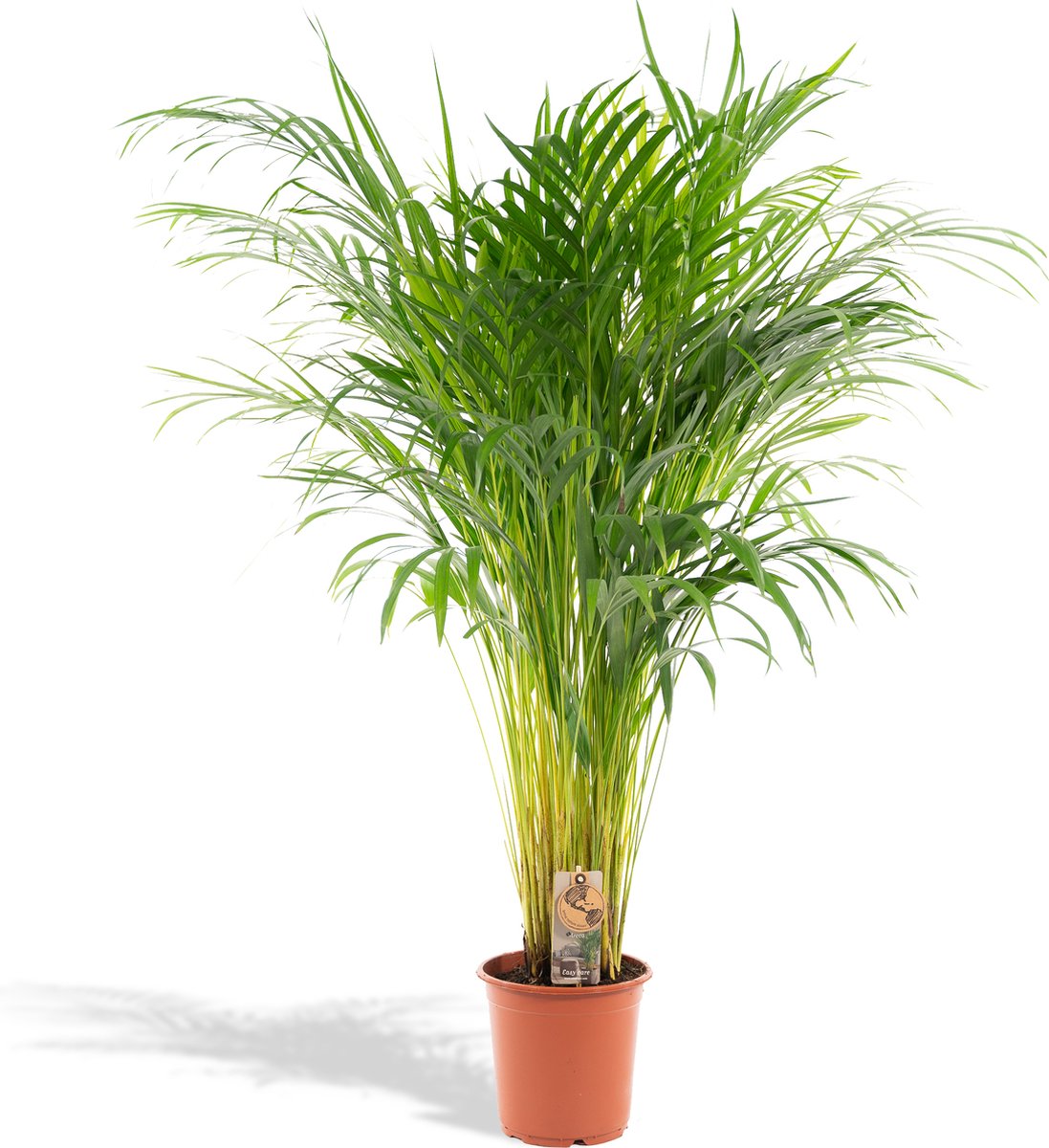  Areca Palm 110 Cm Hoog - 21cm Potmaat - Grote Kamerplant - Dypsis Lutescens