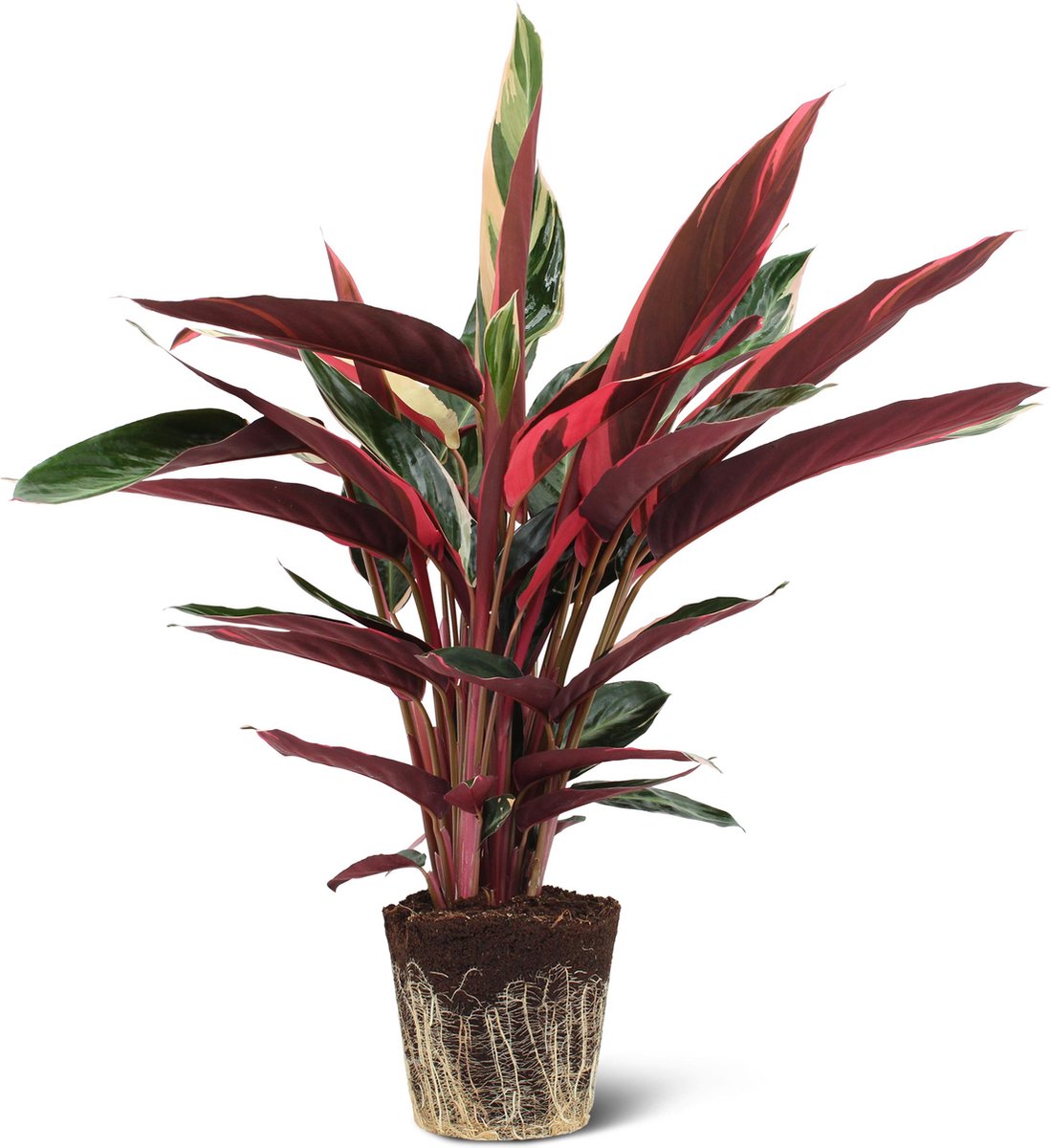  We Love Plants - Calathea Triostar - 60 Cm Hoog - Luchtzuiverende Plant