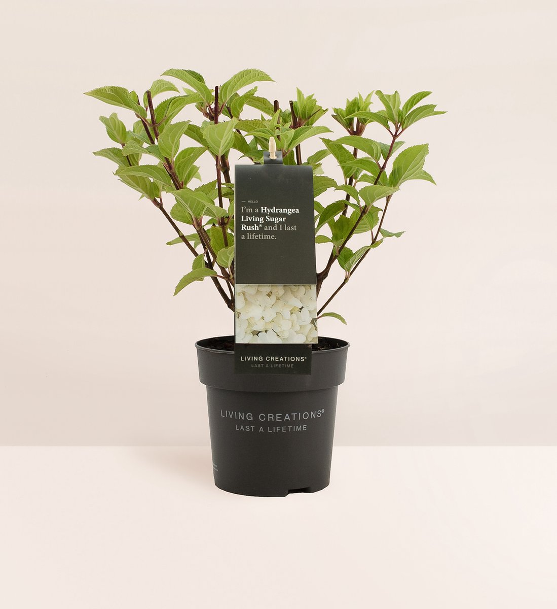  Hydrangea Paniculata Living Sugar Rush®