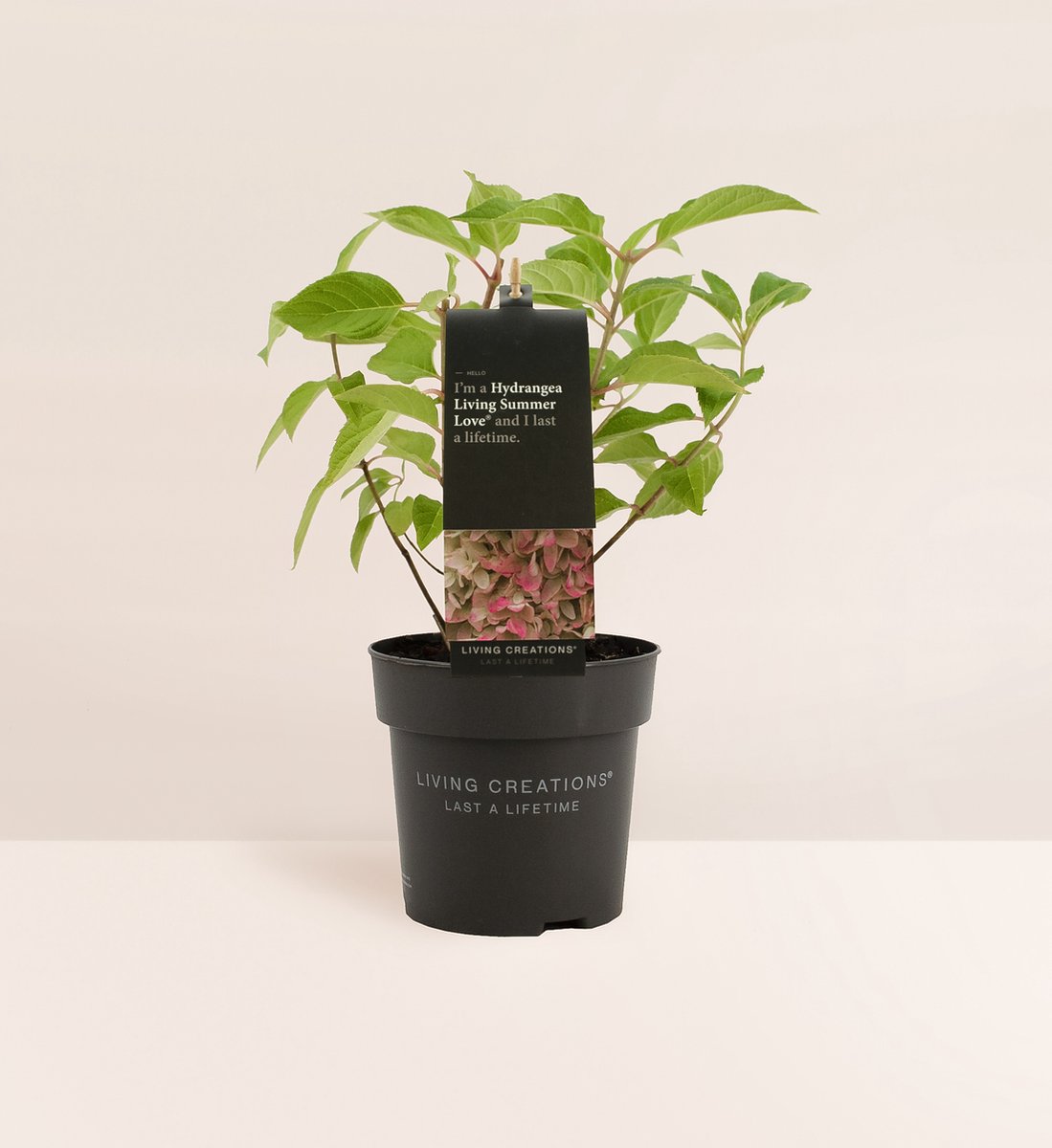  Hydrangea Paniculata Living Summer Love®