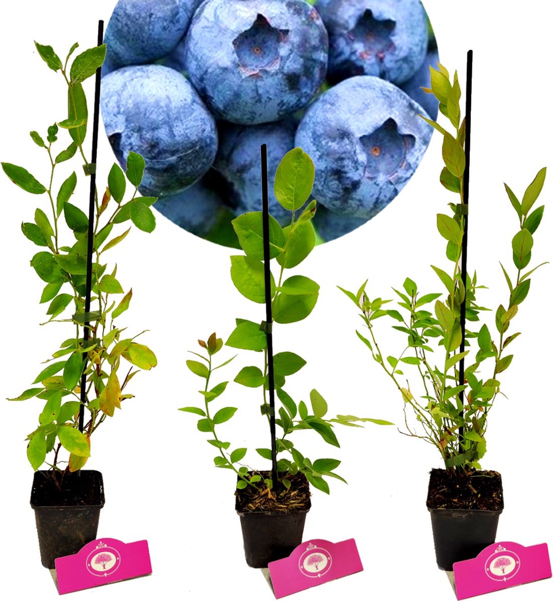  Set Van 3 Blauwe Bessen - Vaccinium Corymbosum – Hoogte 30cm – 9cm Pot – Mix A