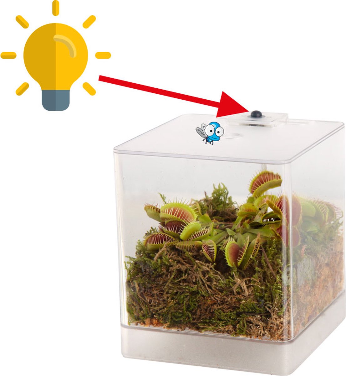  Swampworld Mini Terrarium Met LED Lamp - Vleesetende Plant - 1 Venus Vliegenvanger + Handige Watermeter - L12xB12xH15 Cm