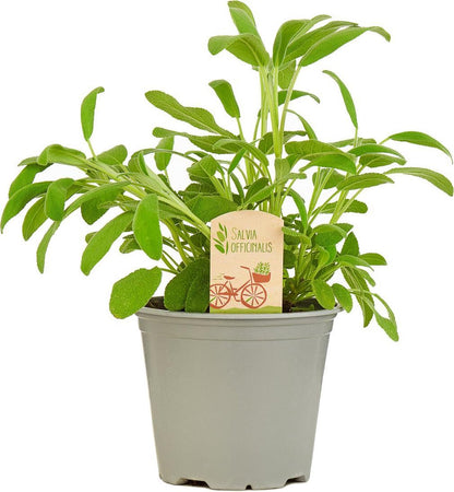  Mix Van 6 Italiaanse Kruidenplanten / The Herbs Family