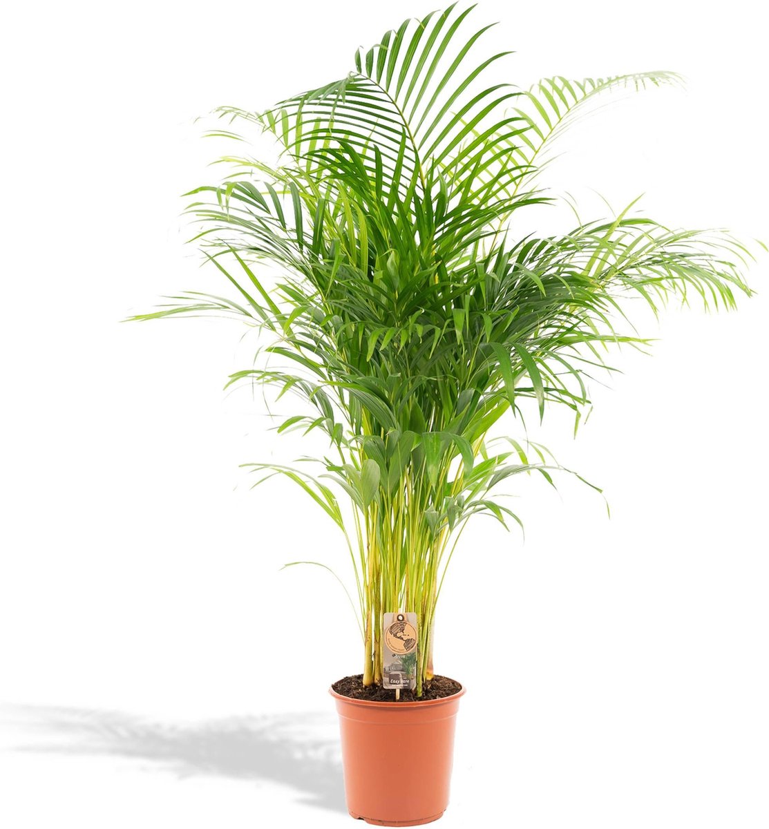  Areca Palm 110 Cm Hoog - 21cm Potmaat - Grote Kamerplant - Dypsis Lutescens