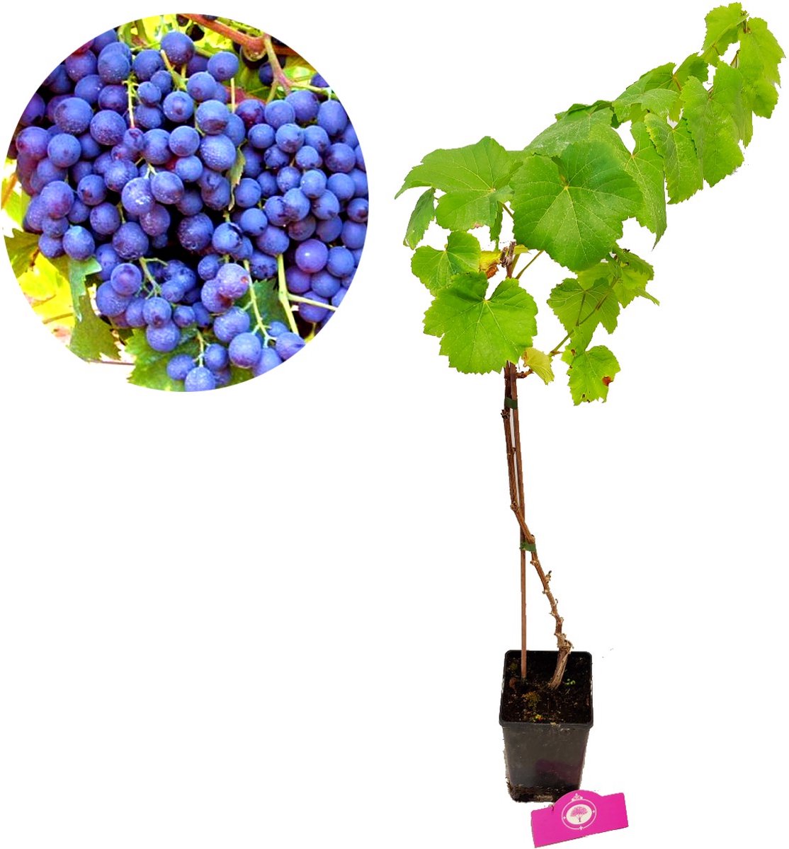  Set Van 3 Druivenplanten - Rode, Blauwe En Witte Druif - Hoogte 70cm - Vitis Vinifera
