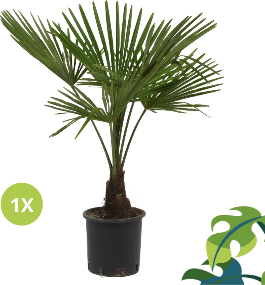  Winterharde Palmboom - Trachycarpus Fortunei 100cm