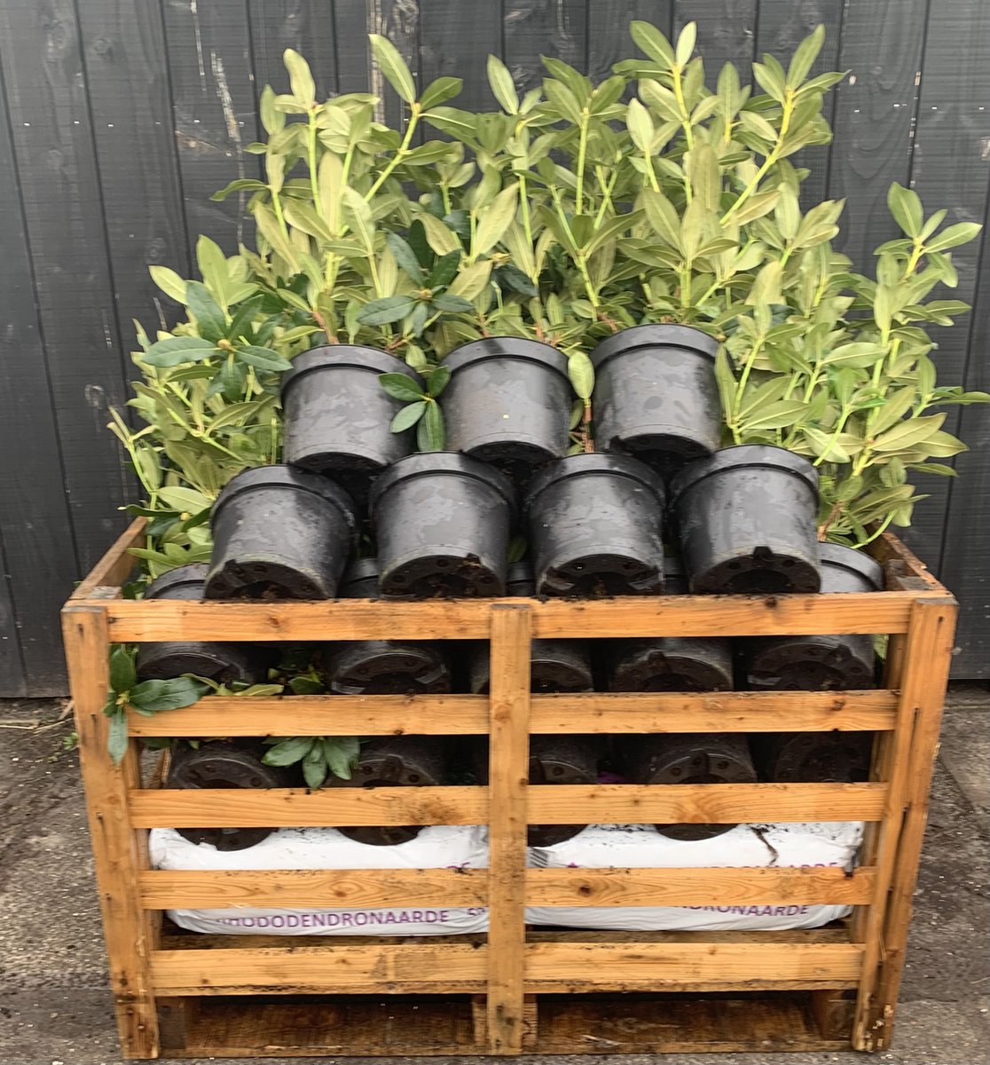  Rhododendron Box - 40 Stuks - Wit - 40/60 Cm Hoog - Incl. 8 Zakken Tuinturf 50L - Rhododendron 'cunningham's White' -