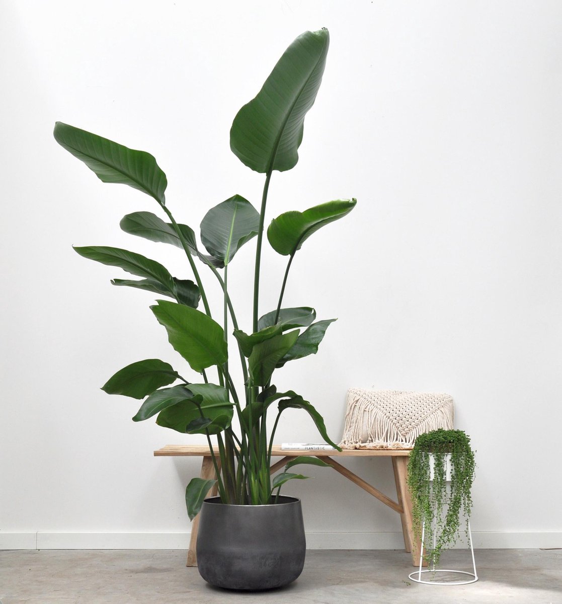  Strelitzia Nicolai - 180cm