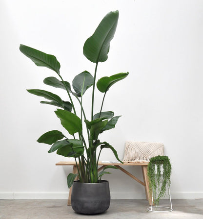  Strelitzia Nicolai - 180cm