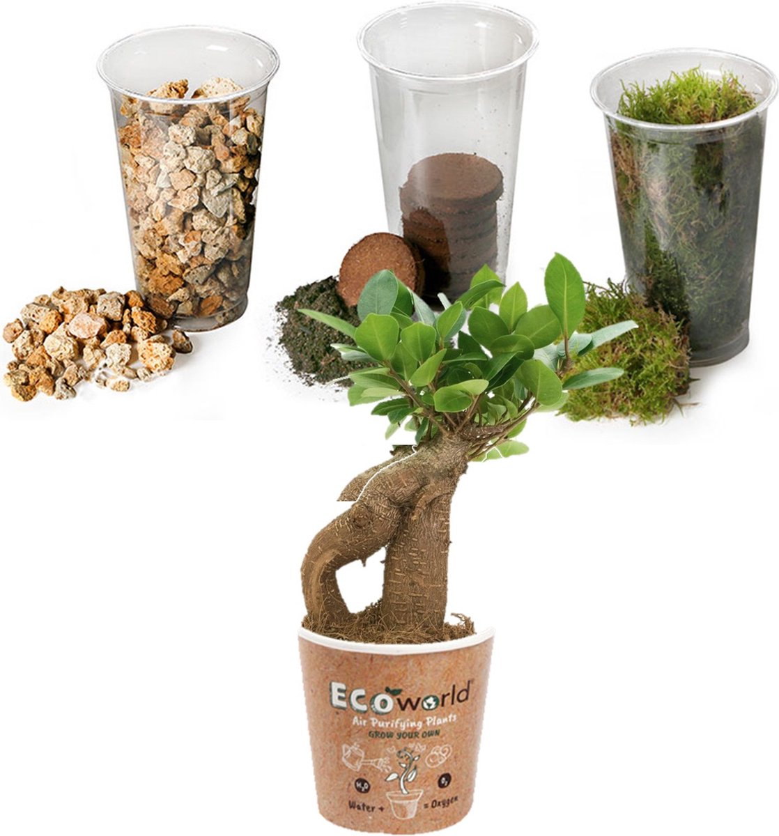  Ecosysteem Plant Met Lamp -Ecoworld Weck Glas Met Lamp + 1 Mini Bonsai Ficus Ginseng - Ø10,5 Cm - Hoogte 21 Cm