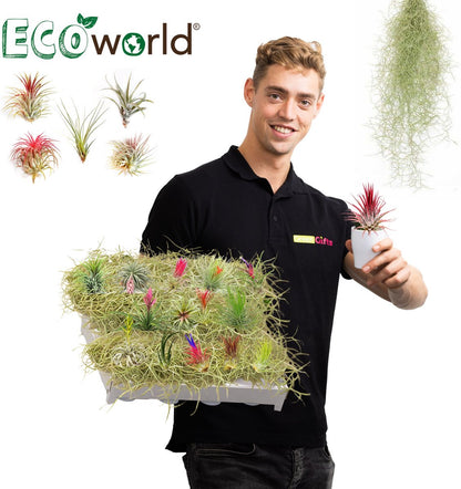 Ecoworld Luchtplantjes Spray - 125 Ml - Spray Voor Tillandsia Luchtplanten - 100% Biologische Airplant Verzorgingspray - Uit Eigen Kwekerij