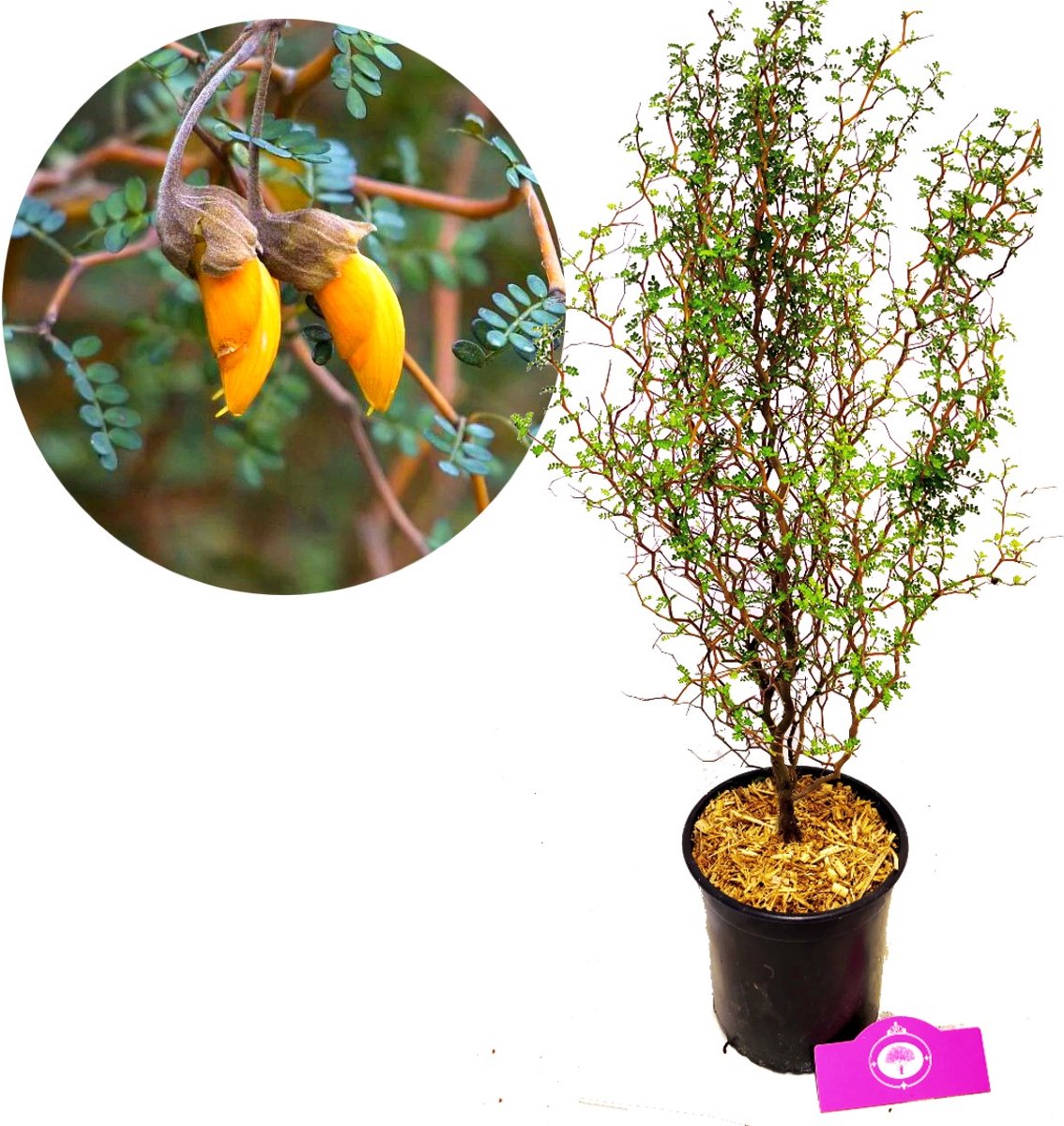  Sophora 'Little Baby' Honingboom- Zigzagstruik - Hoogte 60cm - 2 Liter Pot
