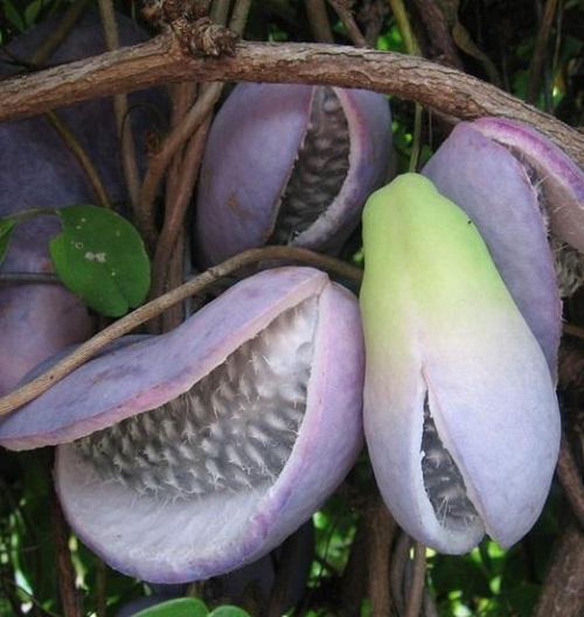  Akebia Quinata - Klimplant | Paars - Meerjarig En Groenblijvende Tuinplanten / Wintergroen - Bijnamen: Schijnaugurk / Klimbes | 1,5 Liter Pot