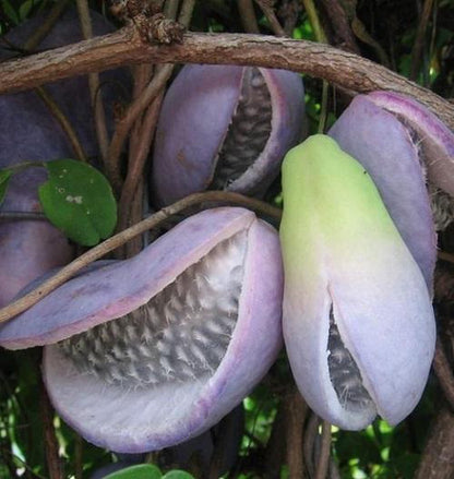  Akebia Quinata - Klimplant | Paars - Meerjarig En Groenblijvende Tuinplanten / Wintergroen - Bijnamen: Schijnaugurk / Klimbes | 1,5 Liter Pot
