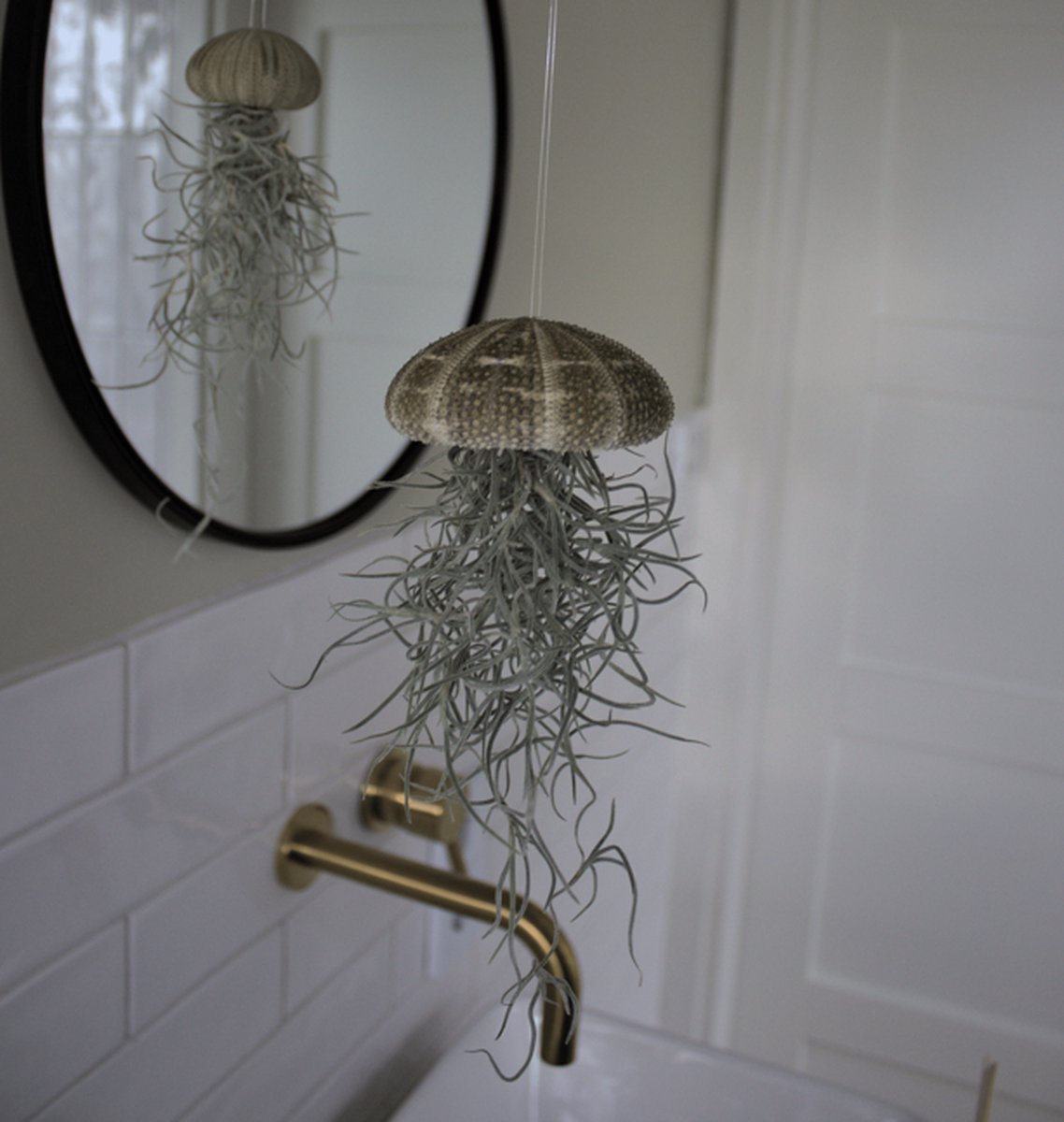  Set Van 3 Jelly-Fish Met Alfonso Zee-egels En Spaans Mos/luchtplantjes/creatief/Tillandsia/kwalletjes/tuinidee/orgineel Cadeau/voorjaar/verjaardag/pasen/lente/moederdag/geefeenplant/kadotip/voor Hem/voor Haar/moeder/vader/interieur/woonkamer/plant