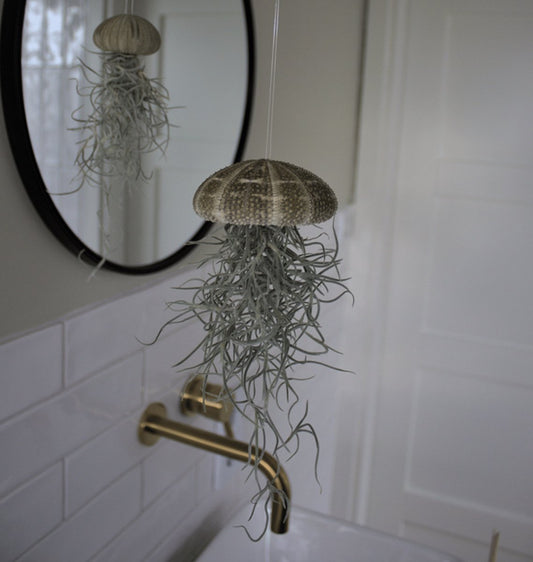  Set Van 3 Jelly-Fish Met Alfonso Zee-egels En Spaans Mos/luchtplantjes/creatief/Tillandsia/kwalletjes/tuinidee/orgineel Cadeau/voorjaar/verjaardag/pasen/lente/moederdag/geefeenplant/kadotip/voor Hem/voor Haar/moeder/vader/interieur/woonkamer/plant