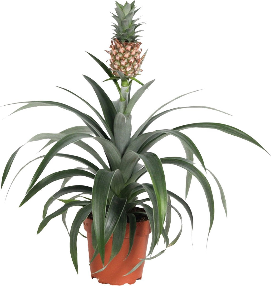  Plant In A Box - Ananasplant Mi Amigo - Kamerplant - Pot 12cm - Hoogte 35-45cm