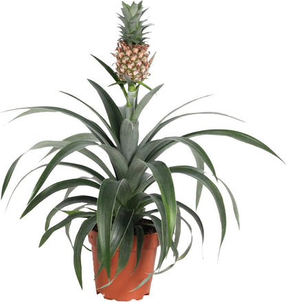  Plant In A Box - Ananasplant Mi Amigo - Kamerplant - Pot 12cm - Hoogte 35-45cm