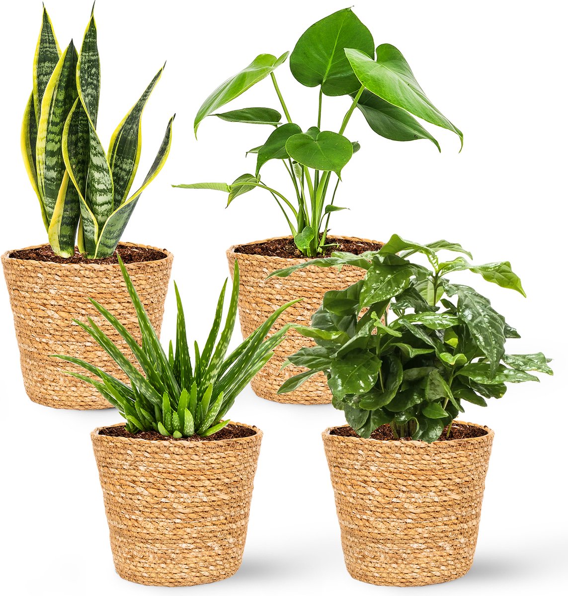  WL Plants - Set Van 4 - Kamerplanten - 1x Aloë Vera, 1x Coffea Arabica, 1x Monstera Deliciosa, 1x Sansevieria Laurentii - 12cm Diameter - Van Professionele Kweek - Groene Planten - Binnen Planten - In Bruine Mand Gemaakt Van Riet - ± 35cm Hoog