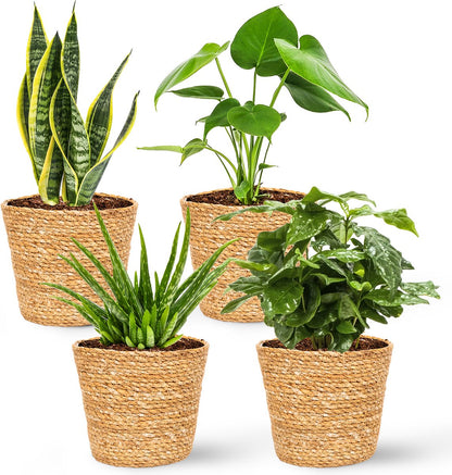  WL Plants - Maki Naturel - Set Van 4 - Plantenmand - Plantenmand Binnen - Bloempot - Plantenhouder - Bloempotten Voor Binnen - Gemaakt Van Riet - 11cm Hoog - 12cm Diameter