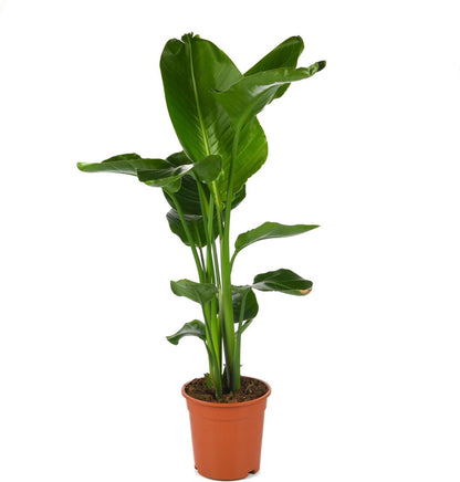  Strelitzia Nicolai | Paradijsvogel | Groene Kamerplant | Potmaat 19cm | Hoogte 90cm | Geleverd In Kwekerspot