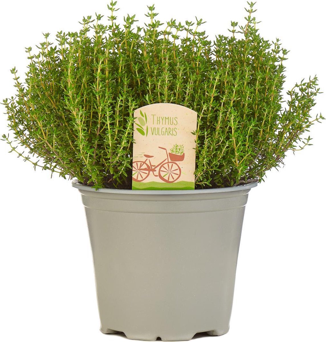  Mix Van 6 Italiaanse Kruidenplanten / The Herbs Family