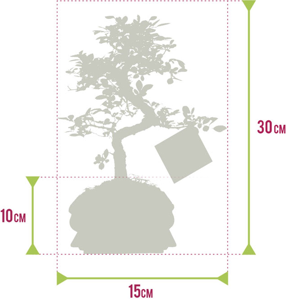  Bonsaiworld Bonsai Boompje - 8 Jaar Oud - Hoogte 25-30 Cm + Bonsai Verzorgingsboekje