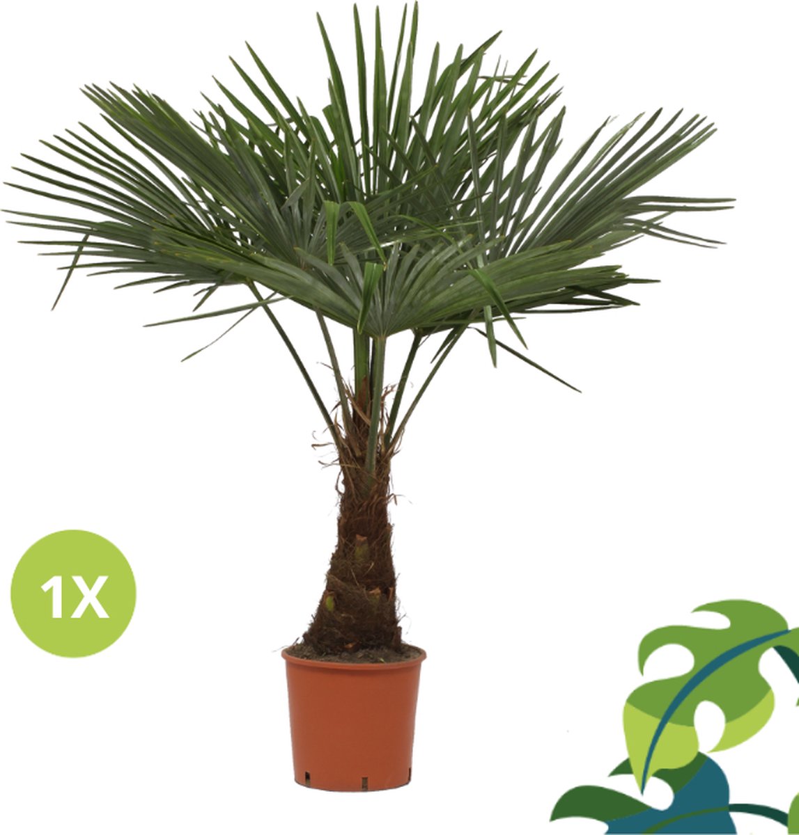  Winterharde Plamboom - Trachycarpus Fortunei 130cm