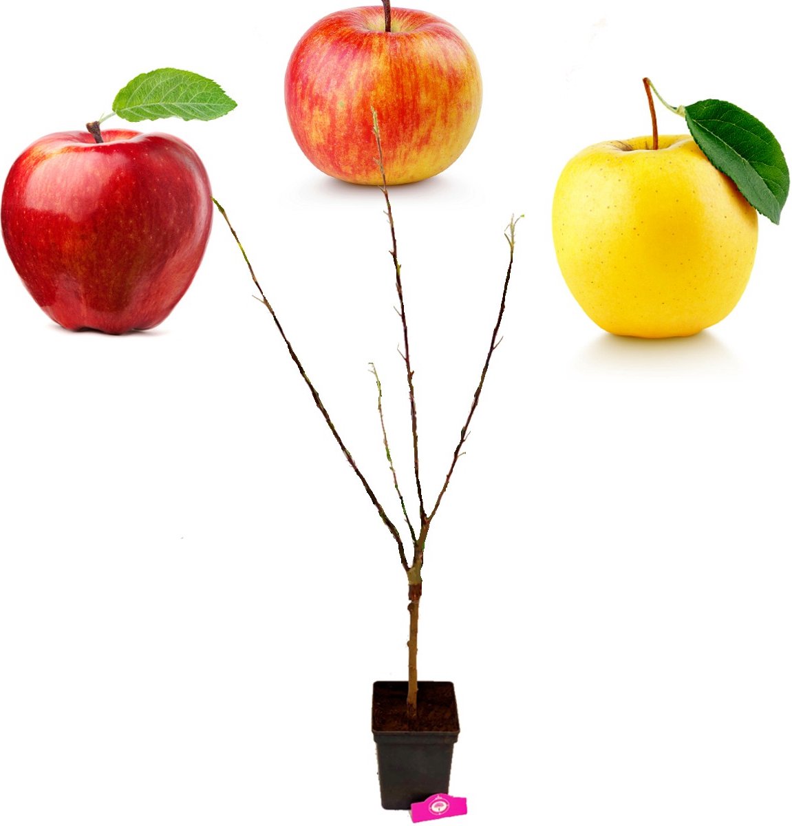  Malus Domestica ‘Trio Appel’ Drie Soorten Aan één Boom - Wortelgoed - Soort A