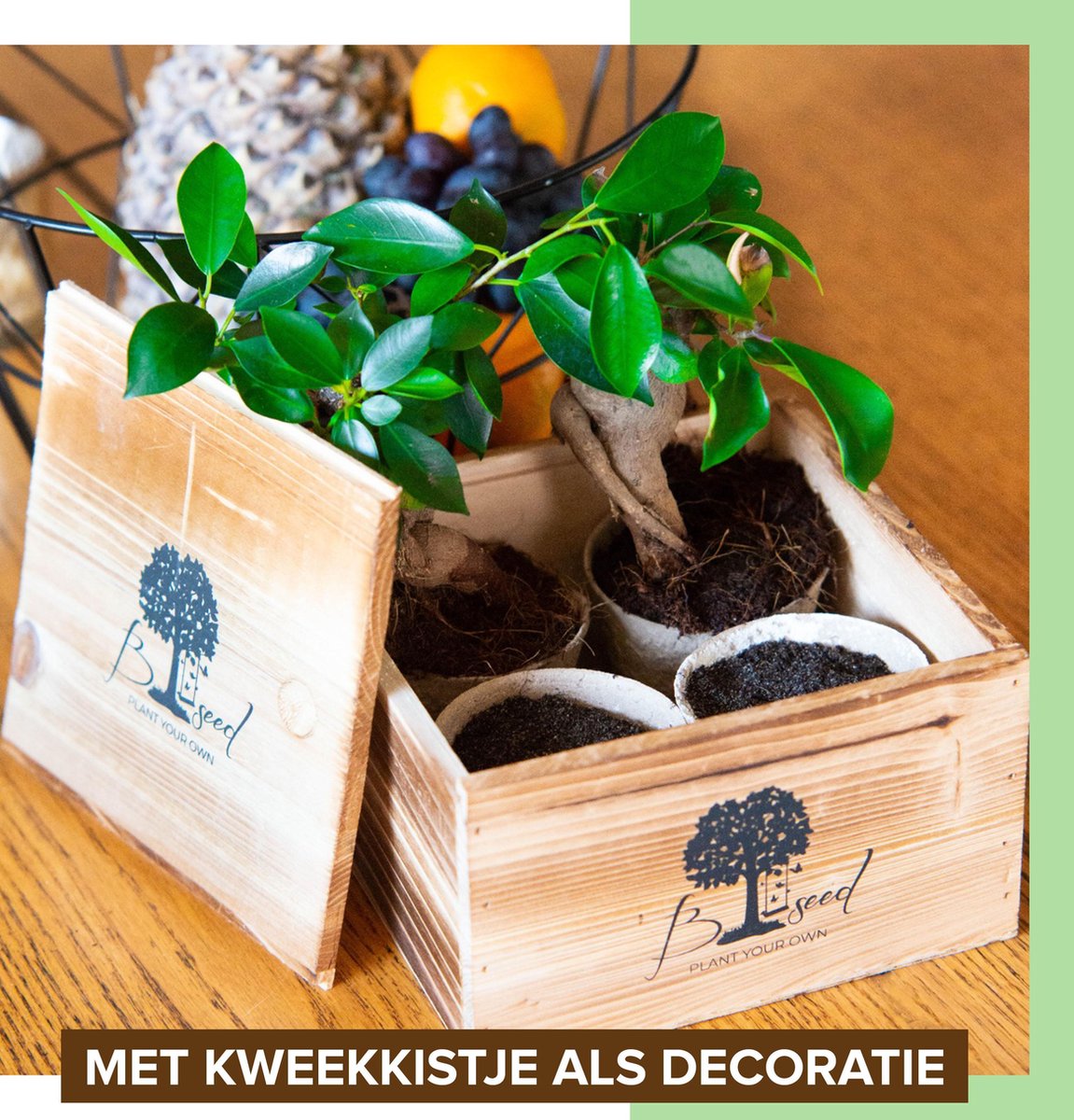  B-seed Starters Kit Incl. E-Book Bonsai Zaden Kweken - Boompje In Pot - Kamerplanten - Kweekset - Geschenkset - Kerstcadeau