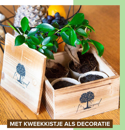  B-seed Starters Kit Incl. E-Book Bonsai Zaden Kweken - Boompje In Pot - Kamerplanten - Kweekset - Geschenkset - Kerstcadeau