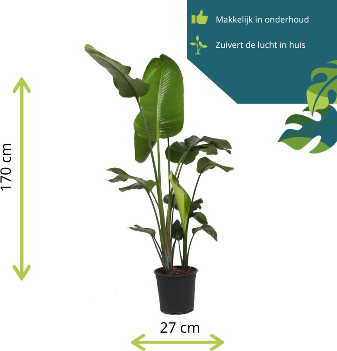  Strelitzia Nicolai - 180cm
