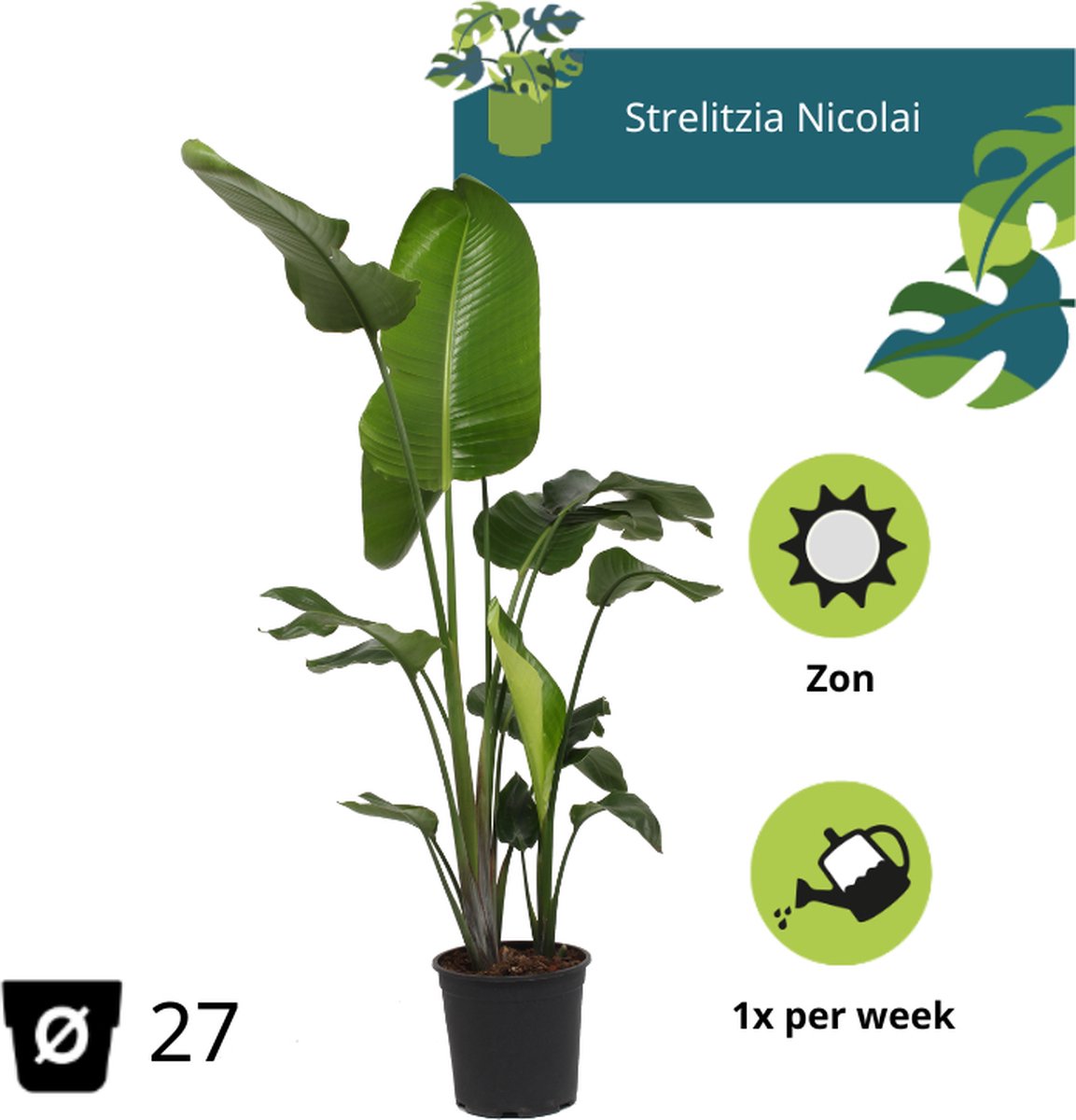  Strelitzia Nicolai - 180cm