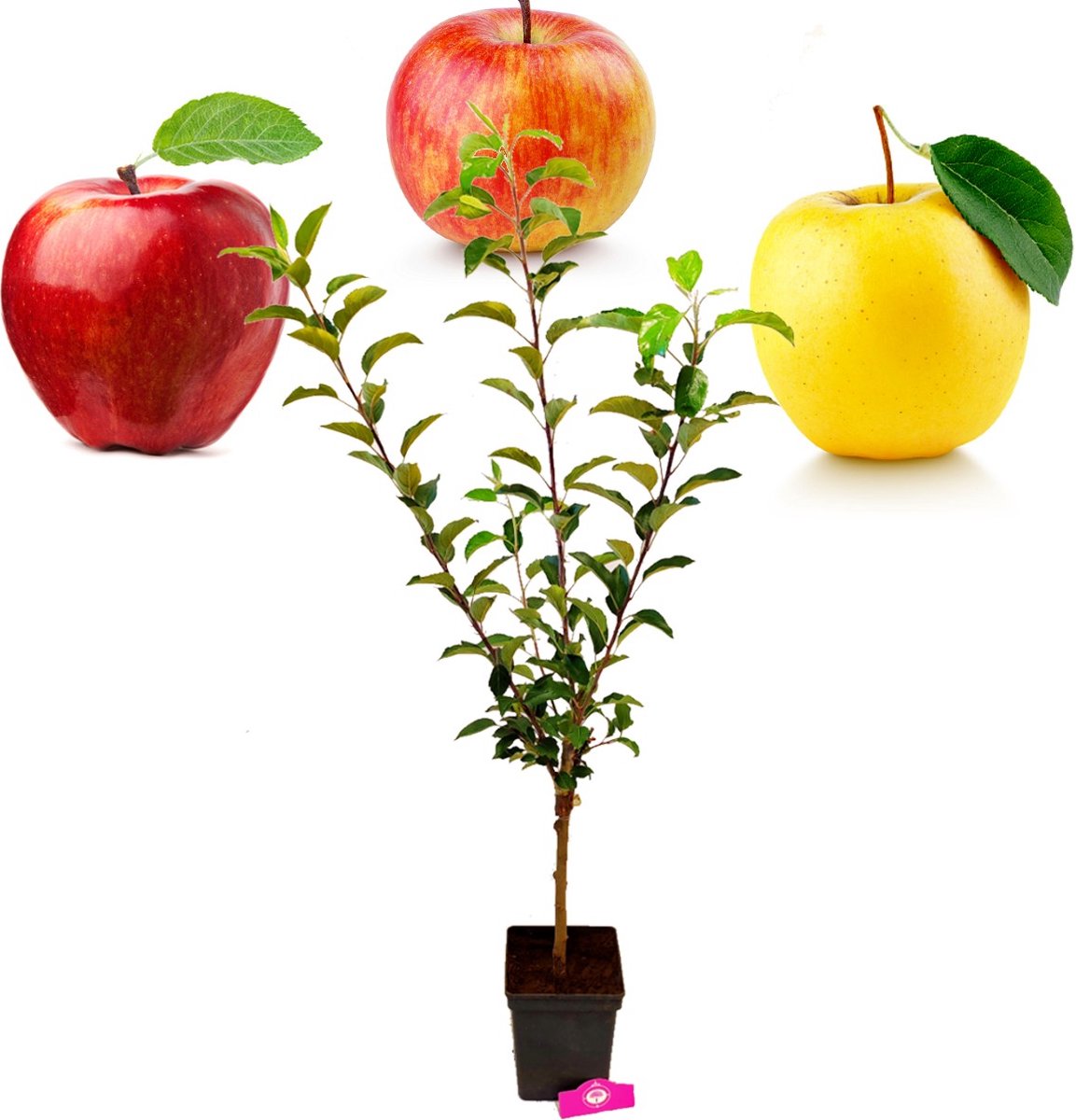  Malus Domestica ‘Trio Appel’ Drie Soorten Aan één Boom - Wortelgoed - Soort A