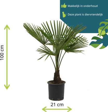  Winterharde Palmboom - Trachycarpus Fortunei 100cm